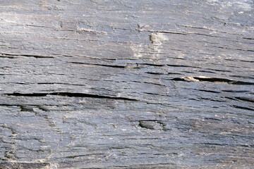 Surface, wood grain of 600 year old bog oak. Dark natural wood, bog oak background close-up.