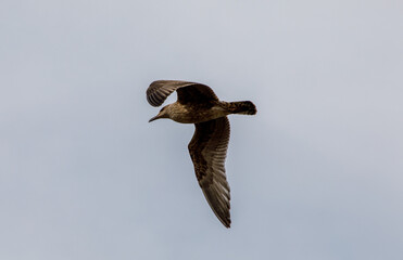 Seagull flying in the sky
