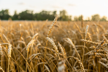 Fototapeta premium Ripe golden wheat spikelets on the field in beautiful sunset lights. Selective focus. Shallow depth of field.