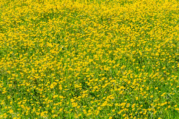 Fototapeta premium Yellow flower meadow