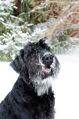 Funny black giant schnauzer dog sitting outdoors during winter season, covered with snow and ice.
