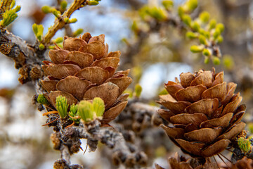  A branch of larch with cones and young shoots in May on Lake Baikal. Larch cones.