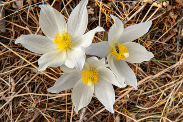 Fototapeta na wymiar The first spring flowers on the shores of Lake Baikal. The lumbago is open. Sleep is grass.