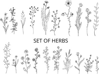  Abstract vector vintage set of field herbs and flowers. Chamomile. Dandelion. Black and white botanical design template  eps pattern on transparent background