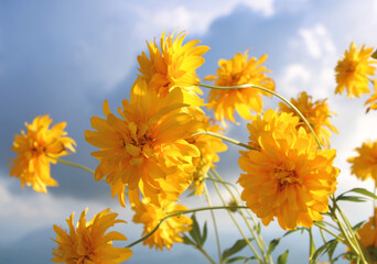 yellow flowers against blue sky background, sunny summer day
