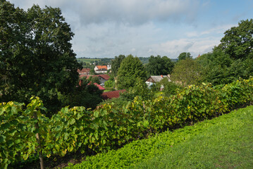 Fototapeta na wymiar View to grape garden.