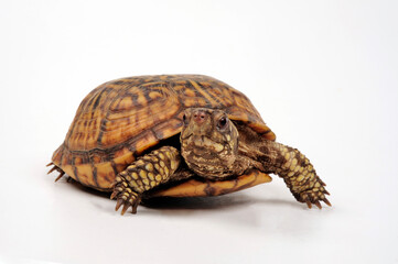 Common box turtle // Carolina-Dosenschildkröte (Terrapene carolina carolina)