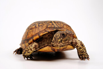 Common box turtle // Carolina-Dosenschildkröte (Terrapene carolina carolina)