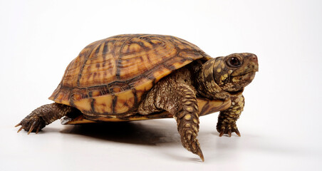 Carolina-Dosenschildkröte // Common box turtle  (Terrapene carolina carolina)