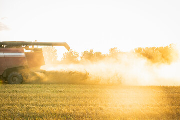 Combine harvester harvest ripe wheat on the field in lights of golden sunset. Selective focus.