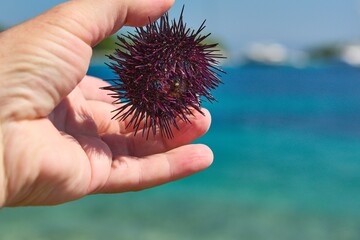 A spiny Mediterranean Sea urchin held in a hand against the background of a blue sky and emerald water. - obrazy, fototapety, plakaty