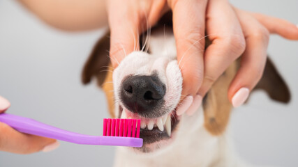 Woman brushing her dog jack russell terrier teeth on white background.