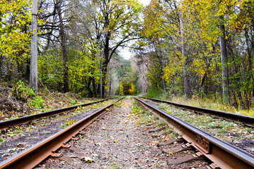 Fototapeta premium railway in the forest. beautiful landscape in the forest.