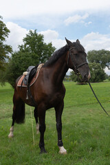 Obraz premium Horse on a meadow.