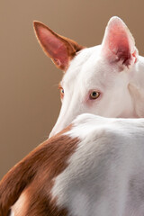 dog on a red background in the studio. portrait spanish greyhound, podenko ibitsenko