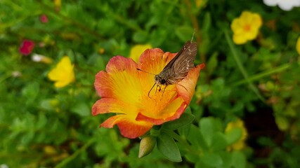 butterfly on a flower