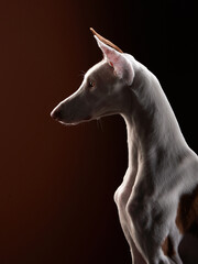 Obraz na płótnie Canvas dog on a red background in the studio. portrait spanish greyhound, podenko ibitsenko