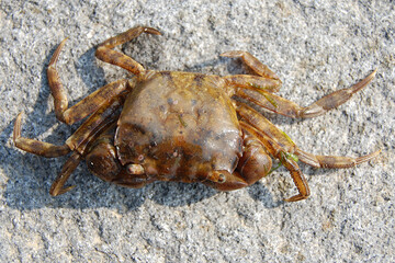 Little Crab, stone, sea, Russia, Vladivostok