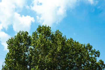 Poplar crowns on a background of blue sky, wallpaper, texture 