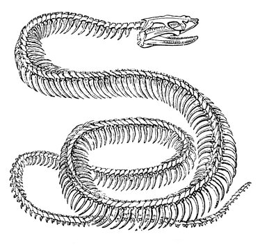 An engraved animal image of a python snake skeleton from a vintage Victorian book dated 1886 that is no longer in copyright, stock photo image