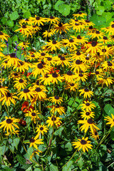 Rudbeckia a summer flowering plant with a yellow summertime flower commonly known as black eyed Susan or coneflower, stock photo image