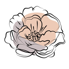 Elegant outline sketching of peony's flowers, vector illustration