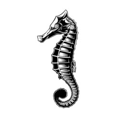 design vector Seahorses black and white © skull17