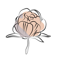 Elegant outline sketching of peony's flowers, vector illustration