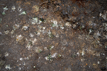 Pigeon poop on road, Stone Texture, Rough Background Abstract - Selective focus