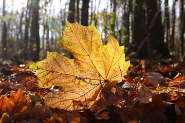 Fallen maple leaf in backlight