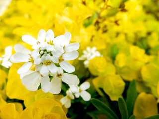 イベリスの花
