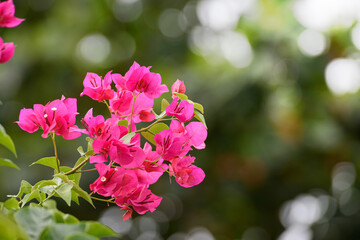Pink Bougainvillea flower on blurred background.
