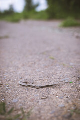 A dead sun-dried snake lies on an asphalt road during the day.