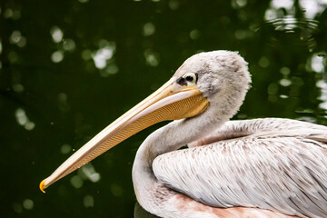 Pélican en gros plan