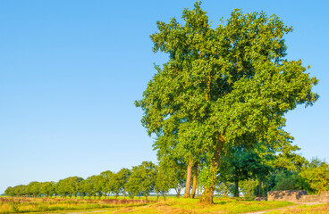 Fototapeta na wymiar Wild flowers and trees in a field in wetland under a blue sky in sunlight at sundown in summer, Noordoostpolder, Schokland, Flevoland, Netherlands, August 23, 2021 