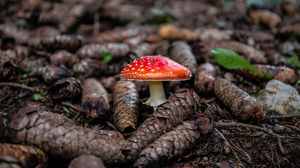 champignon