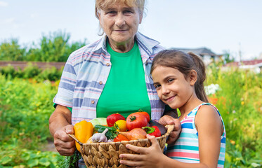 Grandmother in the garden with a child and a harvest of vegetables. Selective focus.