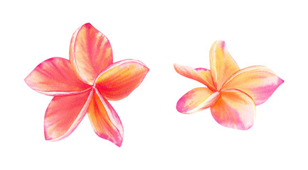 Fototapeta na wymiar Watercolor plumeria flowers illustration. Botanical floral illustration with bright pink tropical flowers