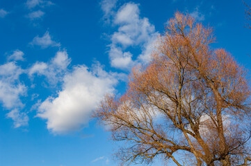 Ein kahler Laubbaum ragt in den Himmel hinein