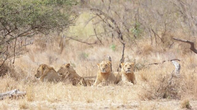 Subadult pride of Lions