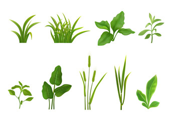 Grass Leaves Realistic Set
