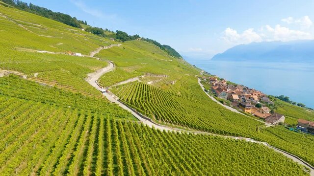 Green Grape Plants On The Vineyards At The Shore Of Lake Geneva Near Epesses In Lavaux, Vaud, Switzerland. drone FPV