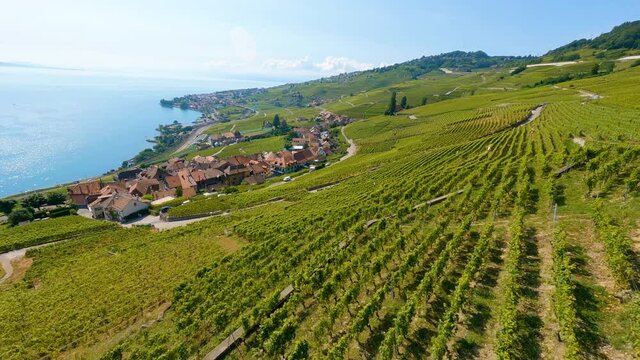 FPV Shot Over Lavaux Green Vineyards Towards Houses In Epesses On a Sunny Summer Day In Vaud, Switzerland. - aerial