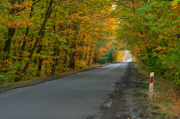 Asfaltowa droga w jesiennym lesie. Rosnące po obu stronach drogi drzewa przechylone są w jej stroną tworząc malowniczy tunel. Pomiędzy drzewami przebijają się promienie słoneczne. - obrazy, fototapety, plakaty