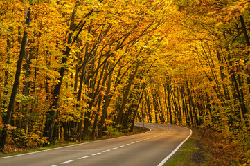 Asfaltowa droga w jesiennym lesie. Rosnące po obu stronach drogi drzewa przechylone są w jej stroną tworząc malowniczy tunel. Pomiędzy drzewami przebijają się promienie słoneczne. - obrazy, fototapety, plakaty