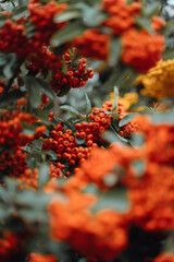 A lot of red and orange berries on a tree. Abundant autumn nature