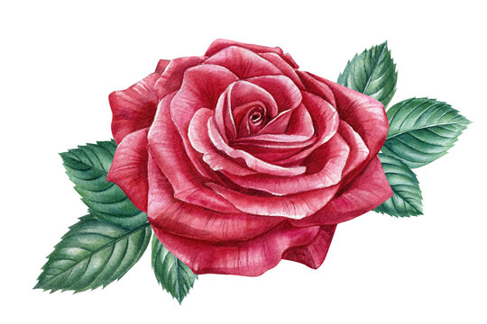 Blooming red rose on a white background. Botanical illustration. Watercolor illustration. 
