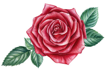 Blooming red rose on a white background. Botanical illustration. Watercolor illustration. 