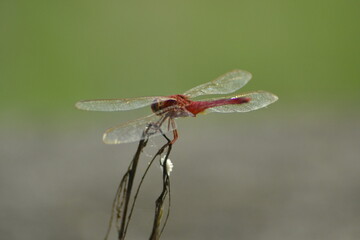 Red Dragonfly