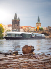 Nutria in the water of river Vltava with Charles Bridge at the background in Prague, Czech republic